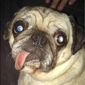 Meet your Posher, Riley